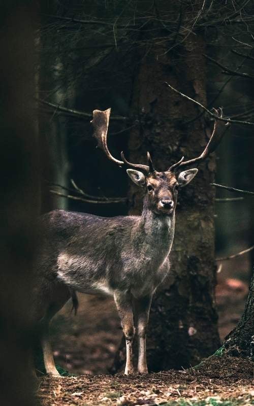 hirsch